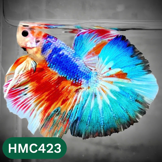 Multicolor Halfmoon Male Betta Fish | Order Directly From Farm | You Pick Fish