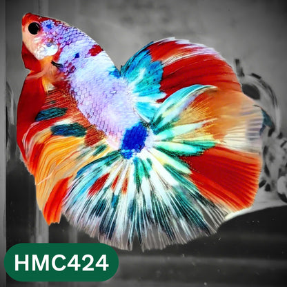 Multicolor Halfmoon Male Betta Fish | Order Directly From Farm | You Pick Fish