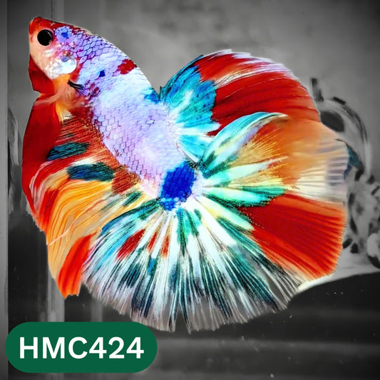 Multicolor Halfmoon Male Betta Fish | Order Directly From Farm | You Pick Fish