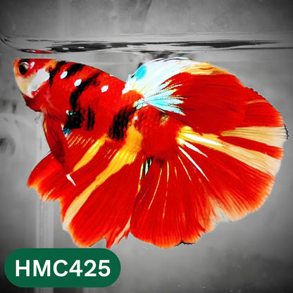 Multicolor Halfmoon Male Betta Fish | Order Directly From Farm | You Pick Fish