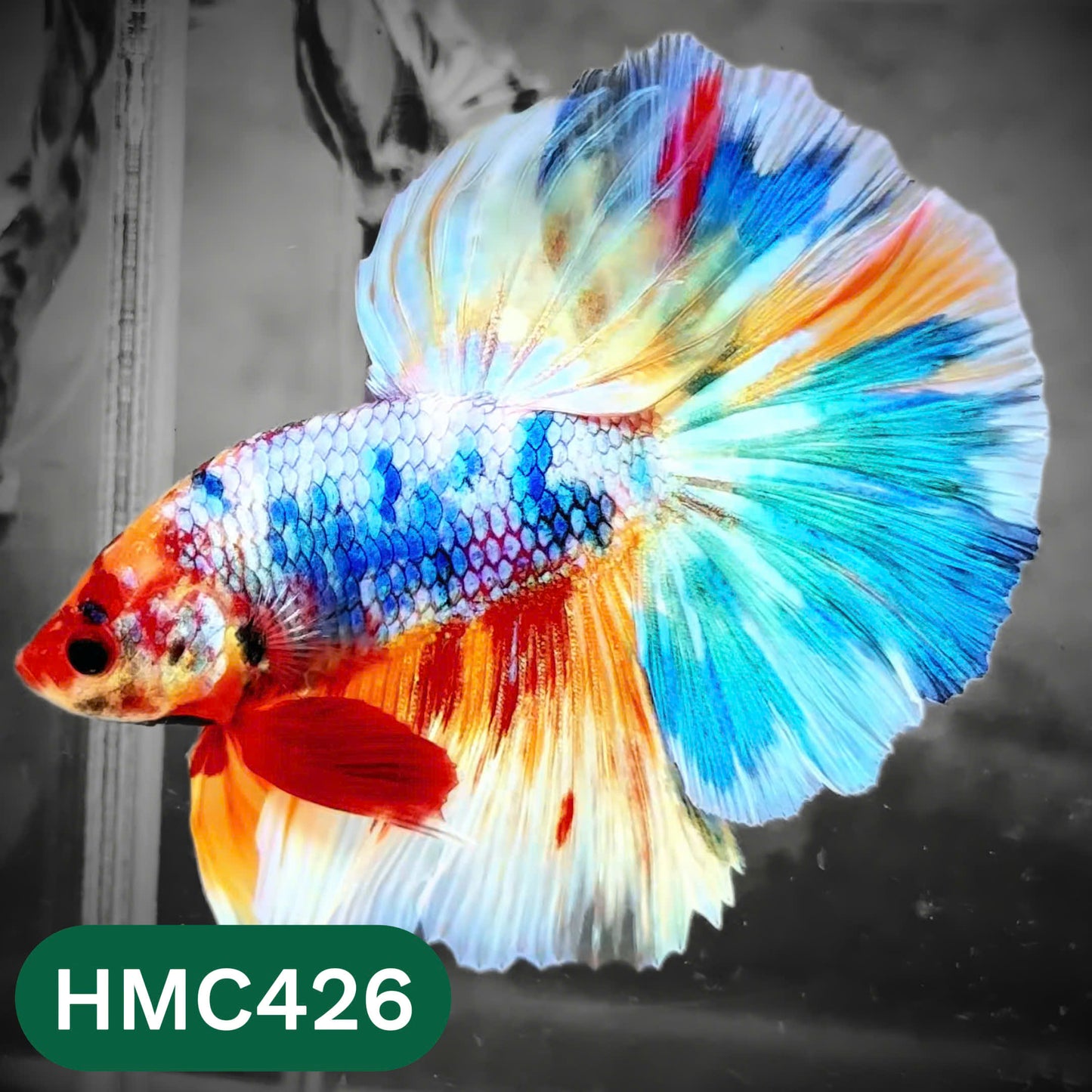 Multicolor Halfmoon Male Betta Fish | Order Directly From Farm | You Pick Fish