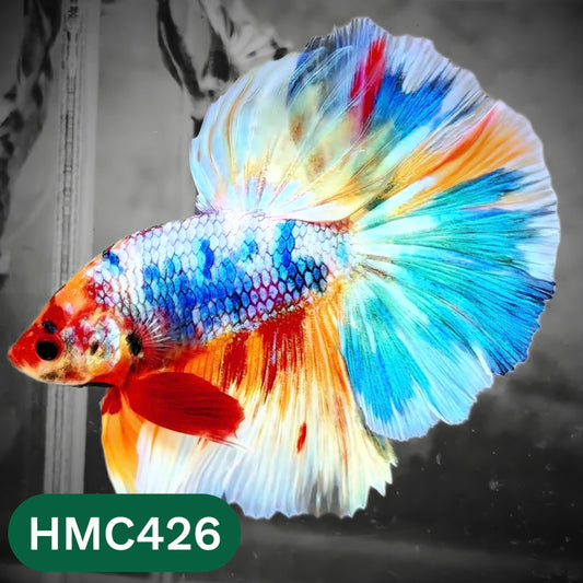 Multicolor Halfmoon Male Betta Fish | Order Directly From Farm | You Pick Fish