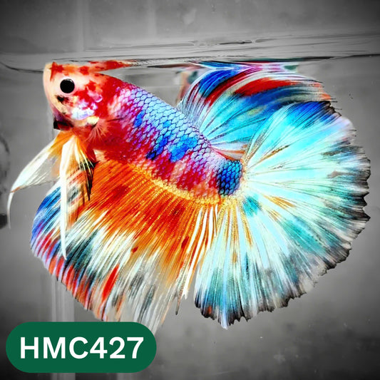 Multicolor Halfmoon Male Betta Fish | Order Directly From Farm | You Pick Fish