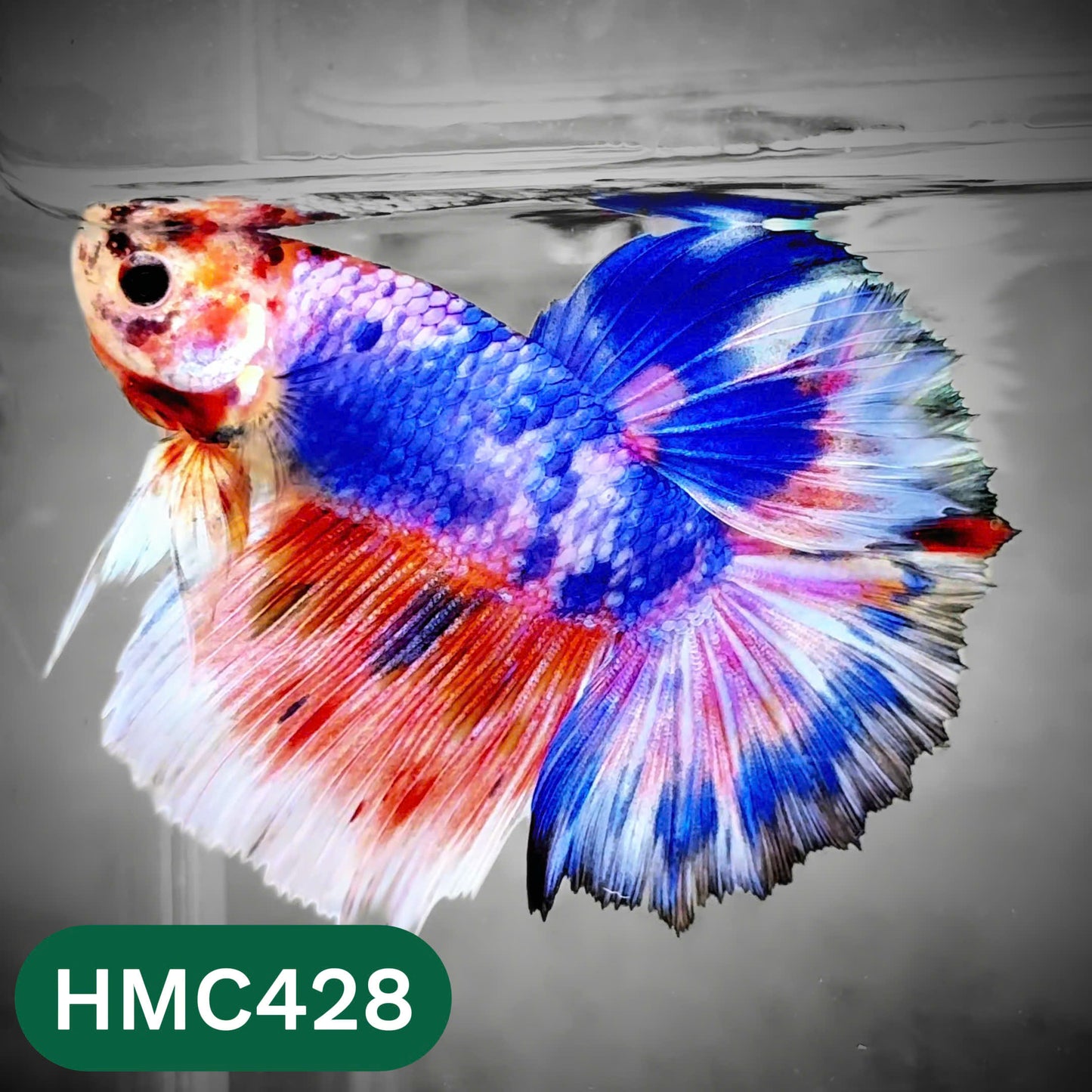 Multicolor Halfmoon Male Betta Fish | Order Directly From Farm | You Pick Fish