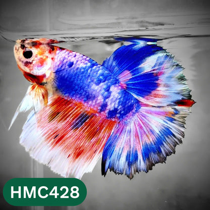 Multicolor Halfmoon Male Betta Fish | Order Directly From Farm | You Pick Fish