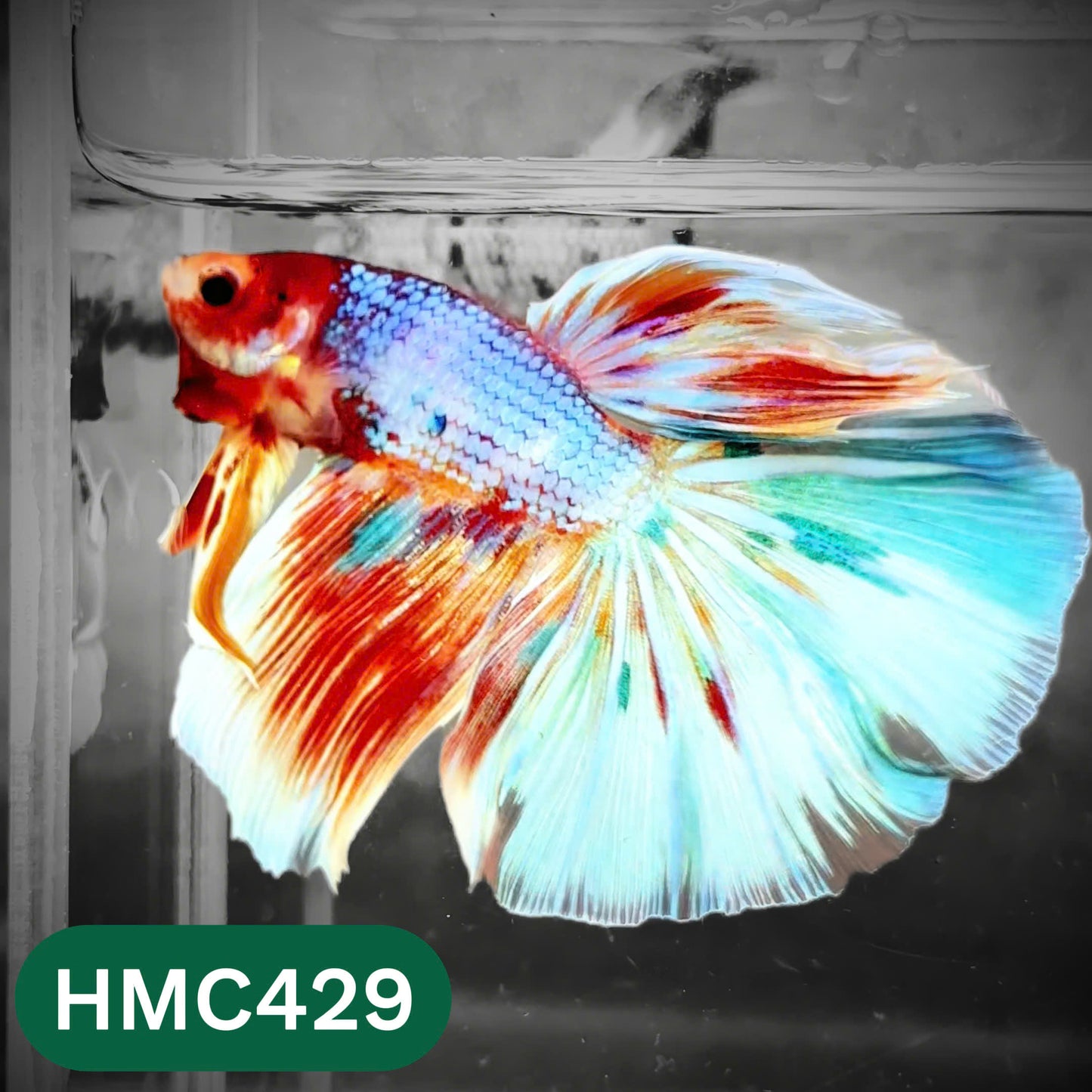 Multicolor Halfmoon Male Betta Fish | Order Directly From Farm | You Pick Fish