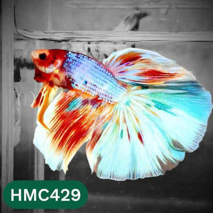 Multicolor Halfmoon Male Betta Fish | Order Directly From Farm | You Pick Fish