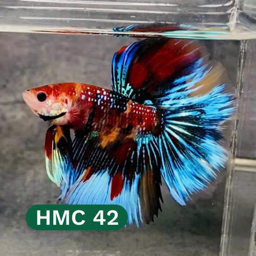 Multicolor Halfmoon Male Betta Fish | High Grade | Order Directly From Farm |  You Pick Fish |