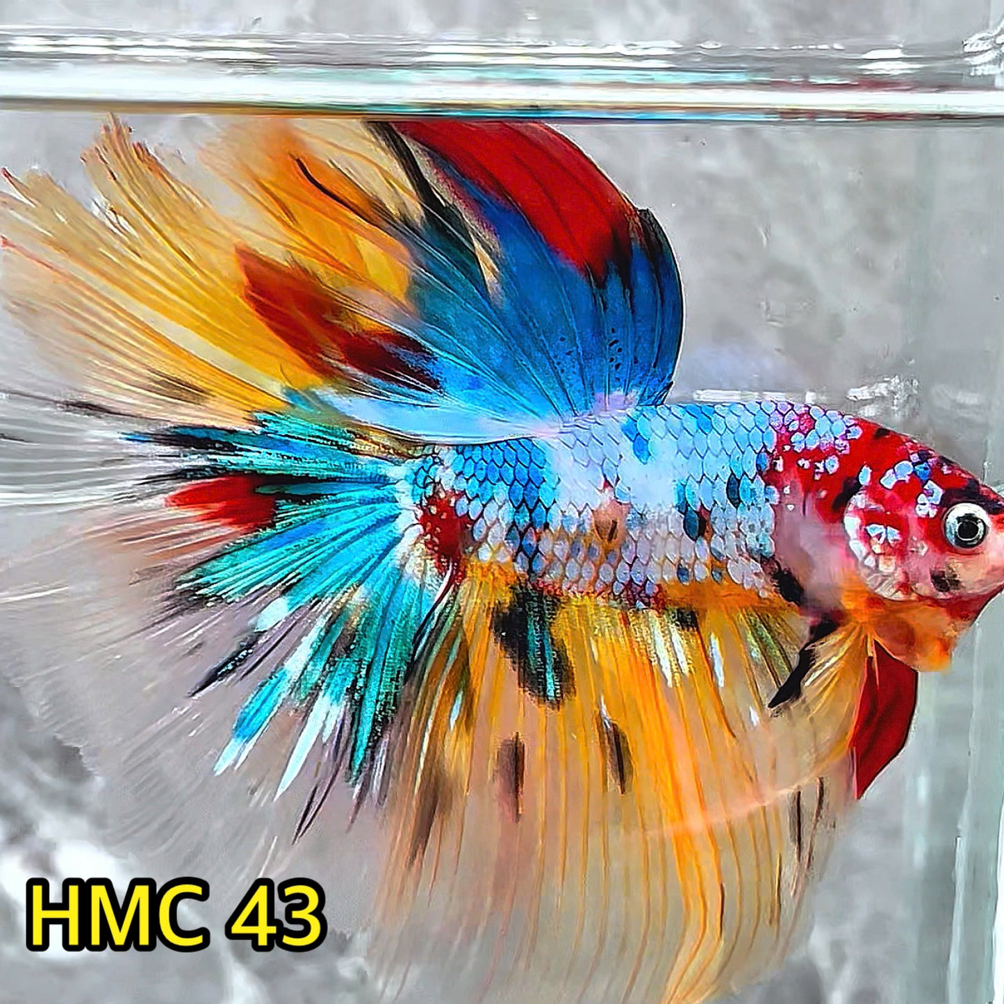 Multicolor Halfmoon Male Betta Fish | High Grade | Order Directly From Farm|  You Pick Fish |