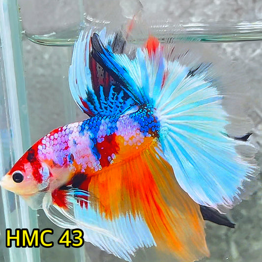 Multicolor Halfmoon Male Betta Fish | High Grade | Order Directly From Farm|  You Pick Fish |