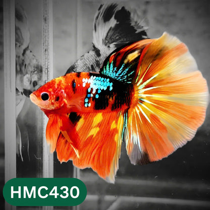 Multicolor Halfmoon Male Betta Fish | Order Directly From Farm | You Pick Fish
