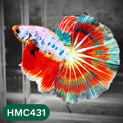 Multicolor Halfmoon Male Betta Fish | Order Directly From Farm | You Pick Fish