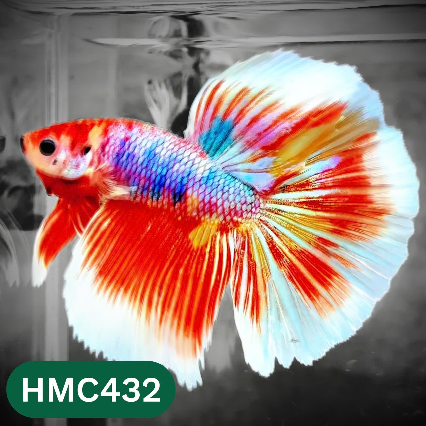 Multicolor Halfmoon Male Betta Fish | Order Directly From Farm | You Pick Fish