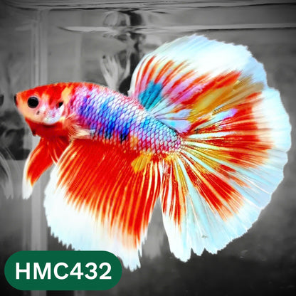 Multicolor Halfmoon Male Betta Fish | Order Directly From Farm | You Pick Fish