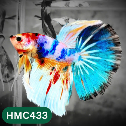 Multicolor Halfmoon Male Betta Fish | Order Directly From Farm | You Pick Fish