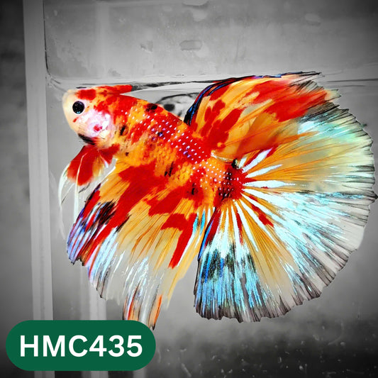 Multicolor Halfmoon Male Betta Fish | Order Directly From Farm | You Pick Fish