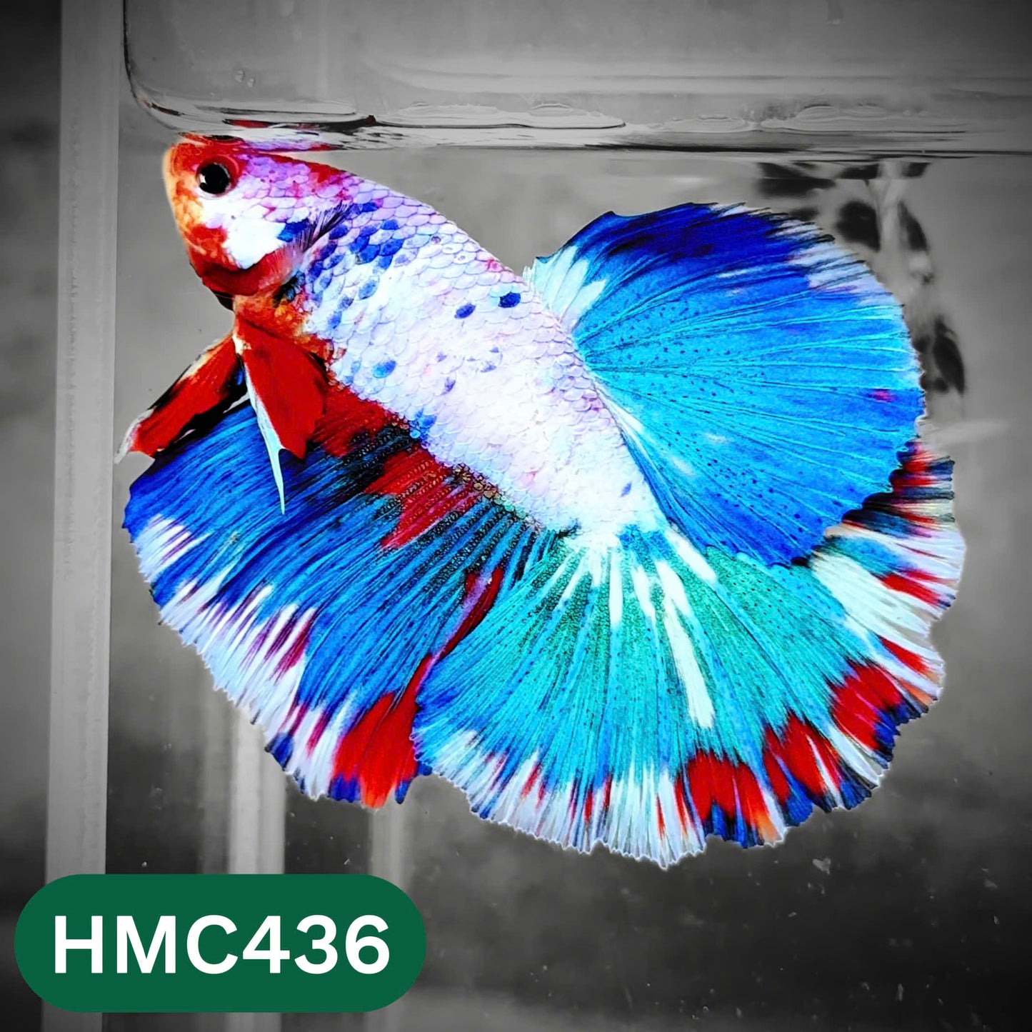 Multicolor Halfmoon Male Betta Fish | Order Directly From Farm | You Pick Fish