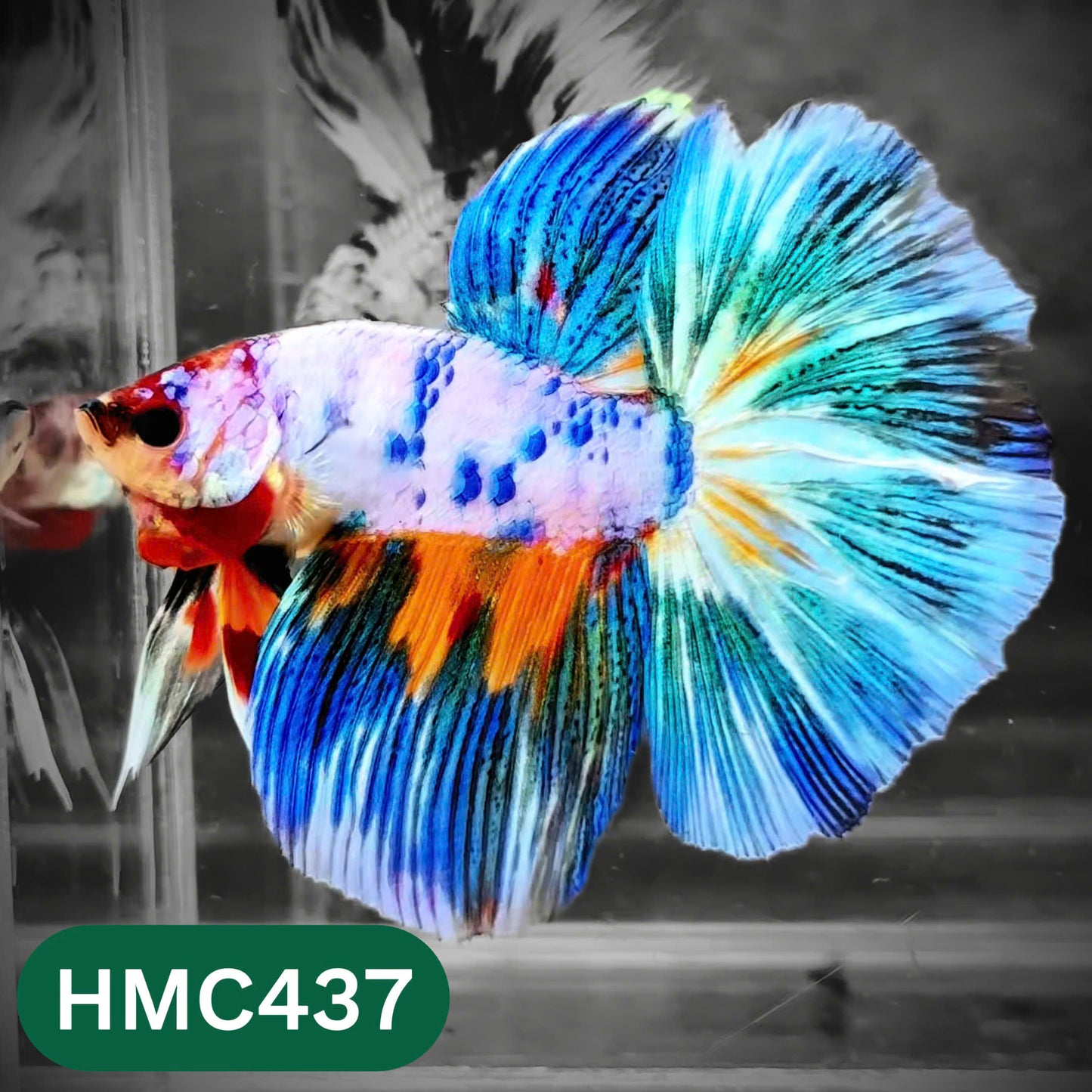 Multicolor Halfmoon Male Betta Fish | Order Directly From Farm | You Pick Fish