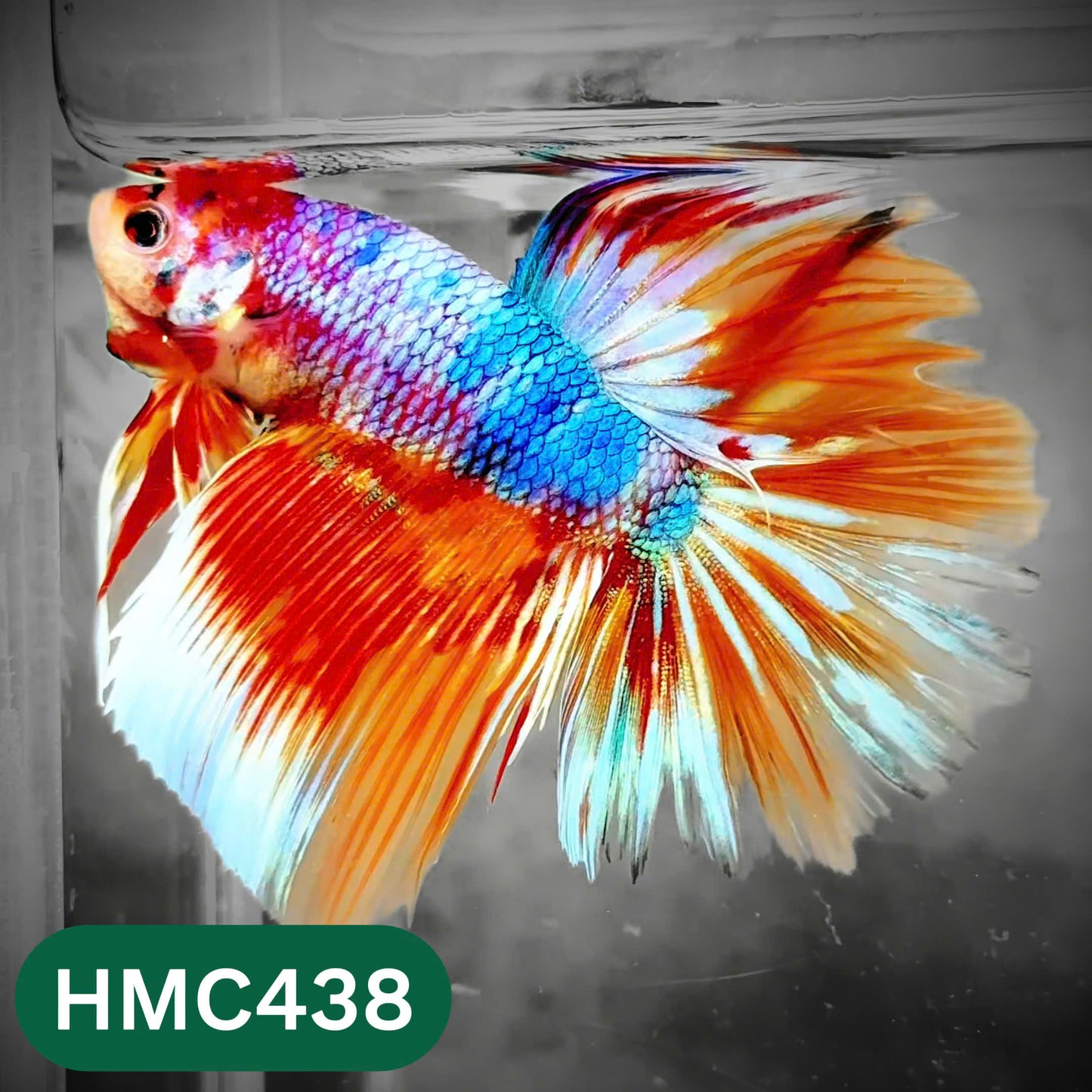 Multicolor Halfmoon Male Betta Fish | Order Directly From Farm | You Pick Fish