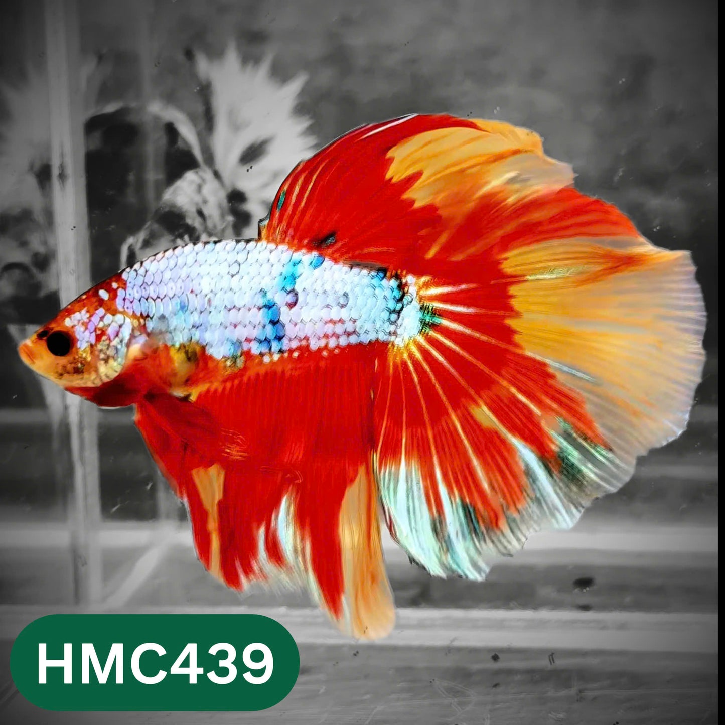 Multicolor Halfmoon Male Betta Fish | Order Directly From Farm | You Pick Fish