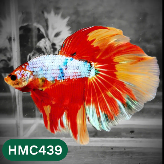 Multicolor Halfmoon Male Betta Fish | Order Directly From Farm | You Pick Fish