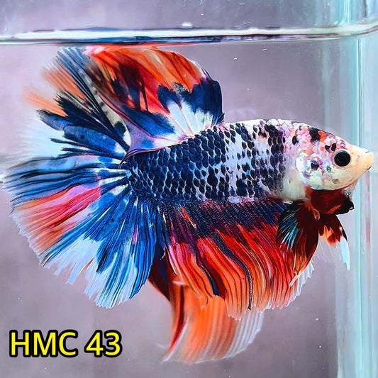 Multicolor Halfmoon Male Betta Fish | Order Directly From Farm | You Pick Fish