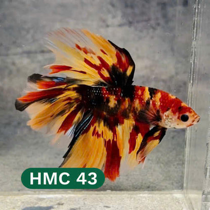 Multicolor Halfmoon Male Betta Fish | High Grade | Order Directly From Farm |  You Pick Fish |