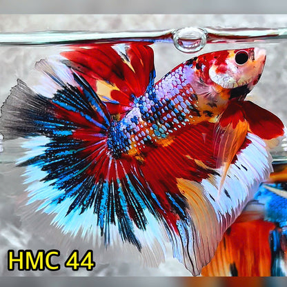 Multicolor Halfmoon Male Betta Fish | High Grade | Order Directly From Farm|  You Pick Fish |