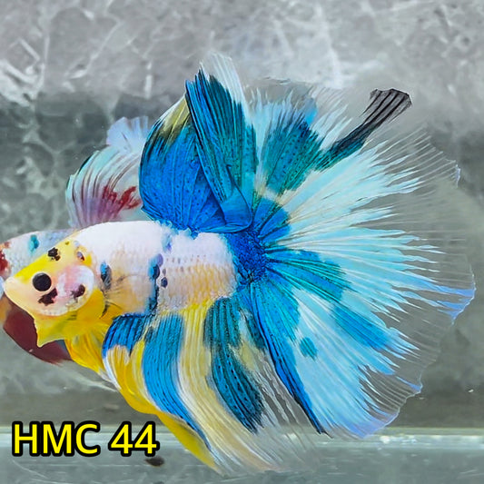 Multicolor Halfmoon Male Betta Fish | High Grade | Order Directly From Farm|  You Pick Fish |