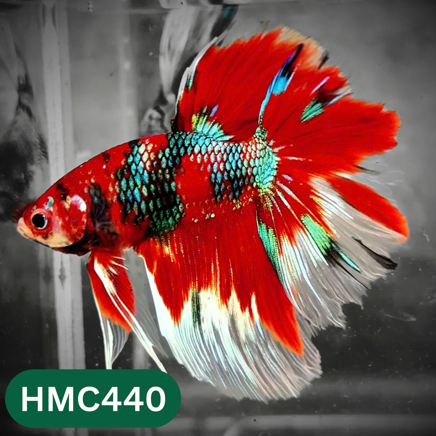 Multicolor Halfmoon Male Betta Fish | Order Directly From Farm | You Pick Fish