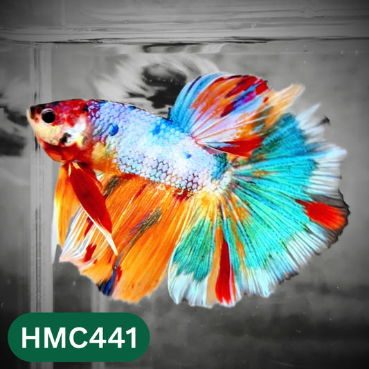 Multicolor Halfmoon Male Betta Fish | Order Directly From Farm | You Pick Fish