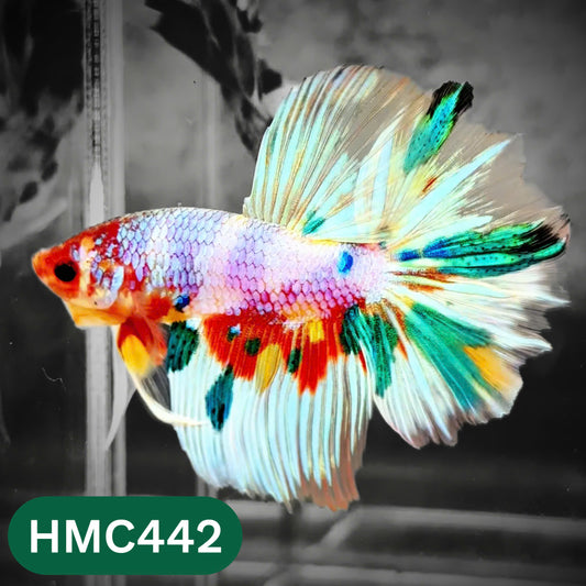 Multicolor Halfmoon Male Betta Fish | Order Directly From Farm | You Pick Fish