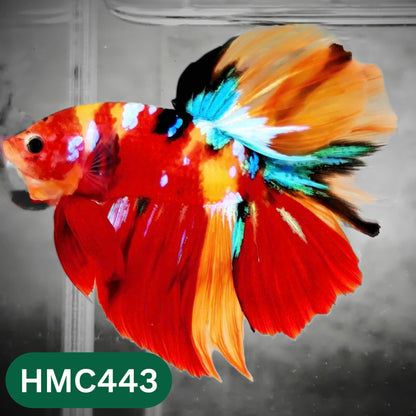 Multicolor Halfmoon Male Betta Fish | Order Directly From Farm | You Pick Fish
