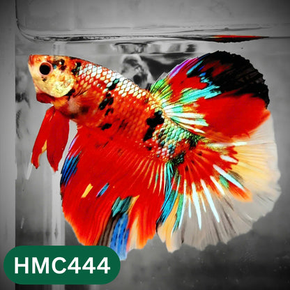 Multicolor Halfmoon Male Betta Fish | Order Directly From Farm | You Pick Fish