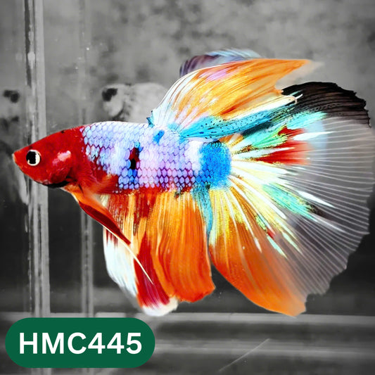 Multicolor Halfmoon Male Betta Fish | Order Directly From Farm | You Pick Fish