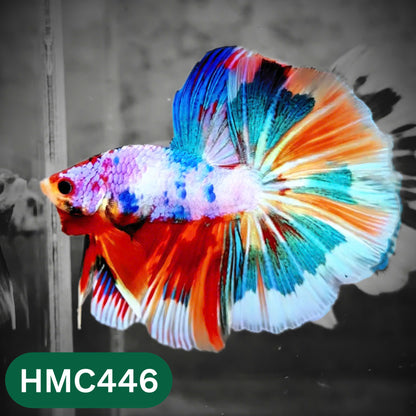 Multicolor Halfmoon Male Betta Fish | Order Directly From Farm | You Pick Fish
