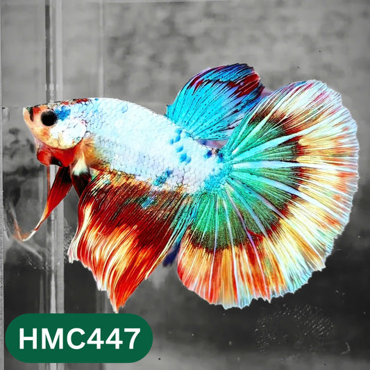 Multicolor Halfmoon Male Betta Fish | Order Directly From Farm | You Pick Fish