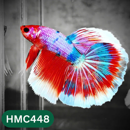 Multicolor Halfmoon Male Betta Fish | Order Directly From Farm | You Pick Fish