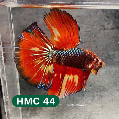 Multicolor Halfmoon Male Betta Fish | High Grade | Order Directly From Farm |  You Pick Fish |