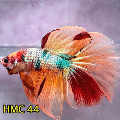 Multicolor Halfmoon Male Betta Fish | Order Directly From Farm | You Pick Fish