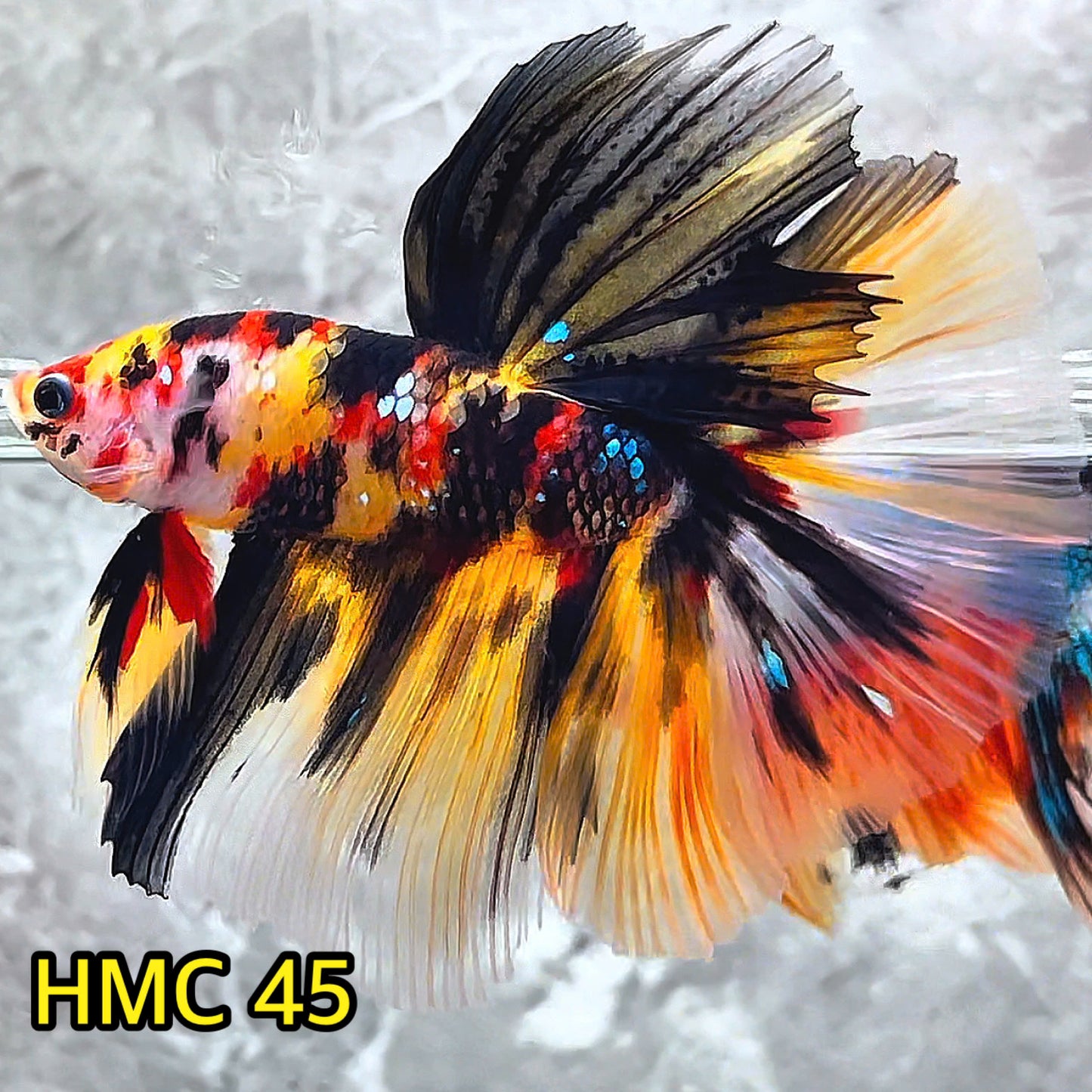 Multicolor Halfmoon Male Betta Fish | High Grade | Order Directly From Farm|  You Pick Fish |