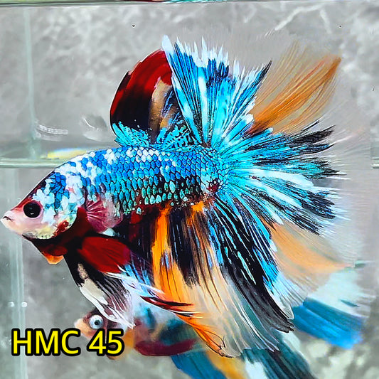 Multicolor Halfmoon Male Betta Fish | High Grade | Order Directly From Farm|  You Pick Fish |