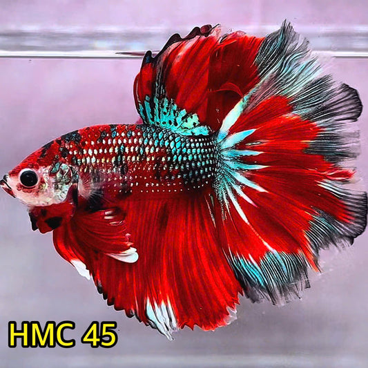 Multicolor Halfmoon Male Betta Fish | Order Directly From Farm | You Pick Fish