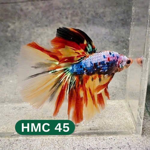 Multicolor Halfmoon Male Betta Fish | High Grade | Order Directly From Farm |  You Pick Fish |