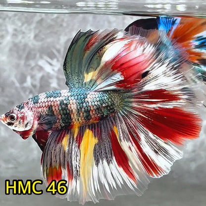 Multicolor Halfmoon Male Betta Fish | High Grade | Order Directly From Farm|  You Pick Fish |