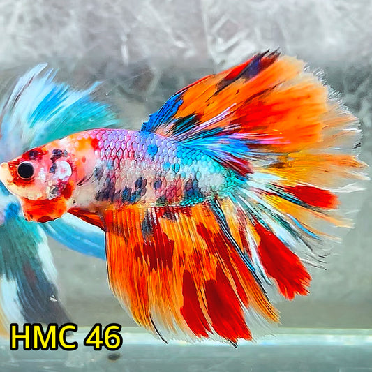 Multicolor Halfmoon Male Betta Fish | High Grade | Order Directly From Farm|  You Pick Fish |