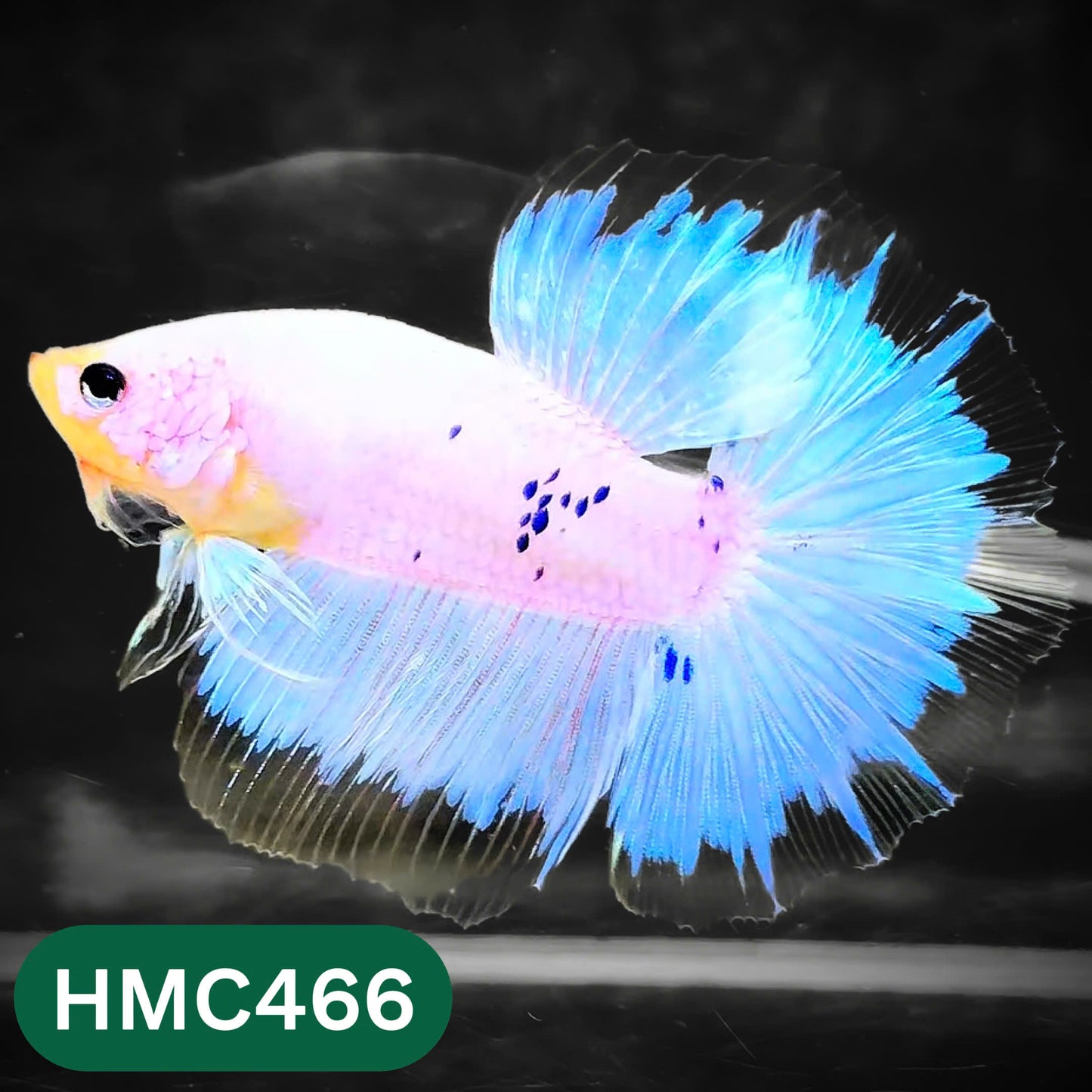 Multicolor Halfmoon Male Betta Fish | Order Directly From Farm | You Pick Fish