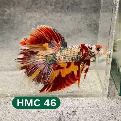 Multicolor Halfmoon Male Betta Fish | High Grade | Order Directly From Farm |  You Pick Fish |