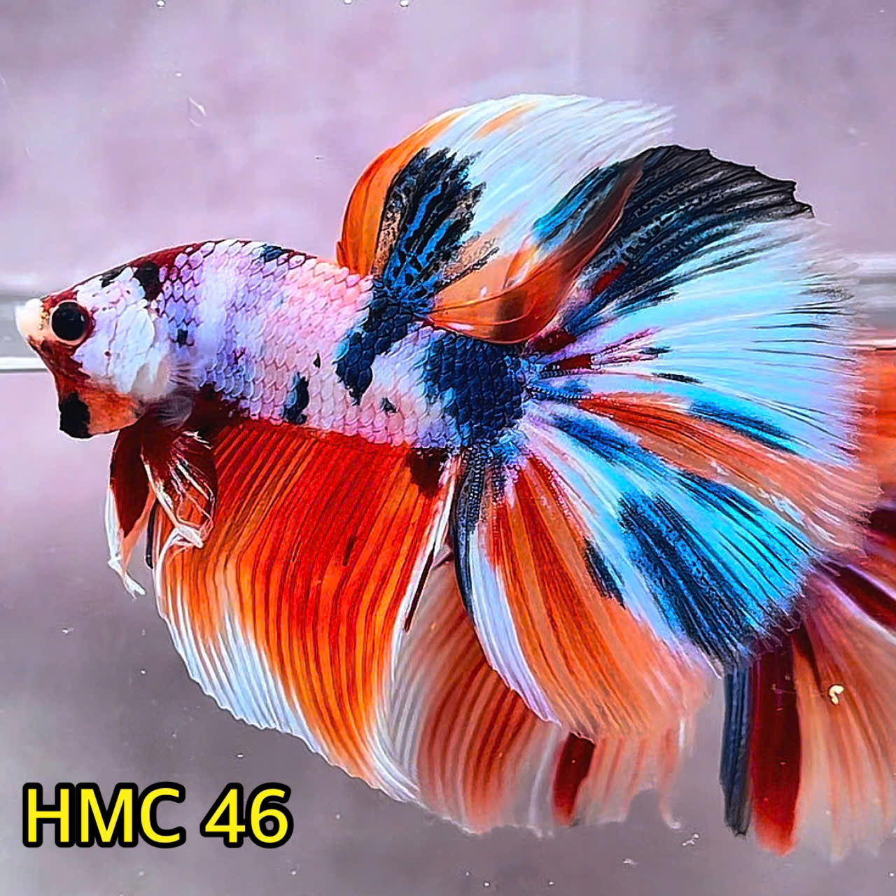 Multicolor Halfmoon Male Betta Fish | Order Directly From Farm | You Pick Fish