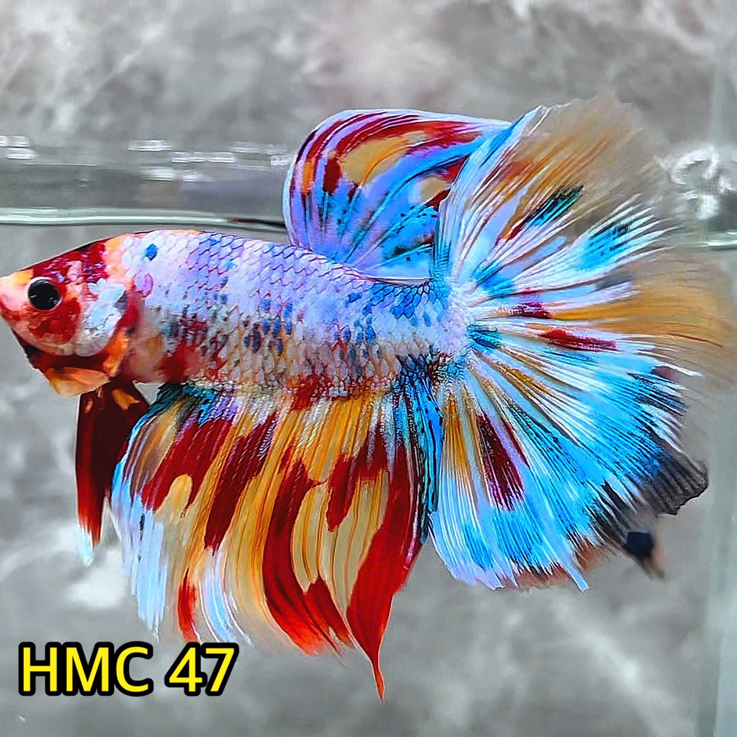 Multicolor Halfmoon Male Betta Fish | High Grade | Order Directly From Farm|  You Pick Fish |